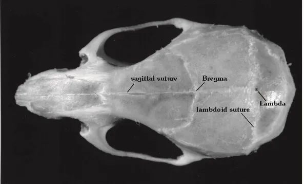 裂开！做光纤记录实验采不到荧光信号？注意事项在这里