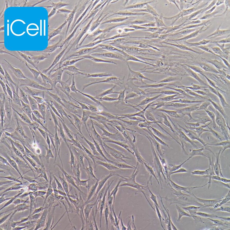 HSF 人皮肤成纤维细胞永生化  免疫荧光鉴定  支原体检测