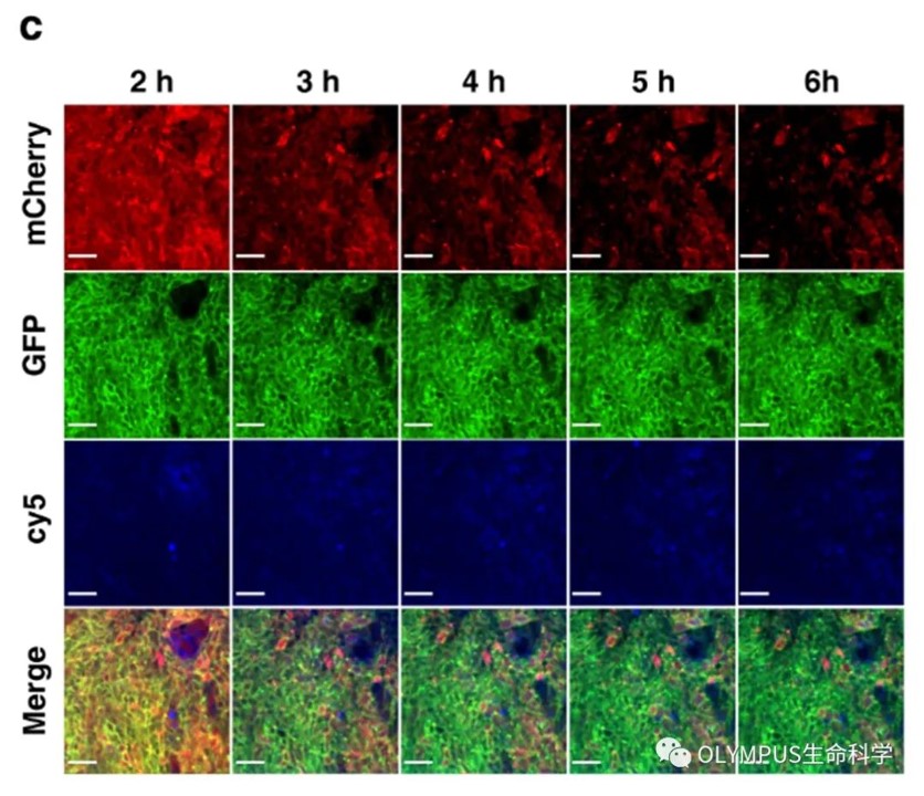 Make it Evident丨探寻材料膜裂解活性的“开关”