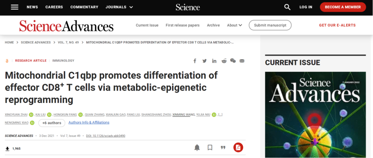 论文解析 | BEAVERBEADS® STREPTAVIDIN用于分选CD8+T细胞，纯度高达95%！