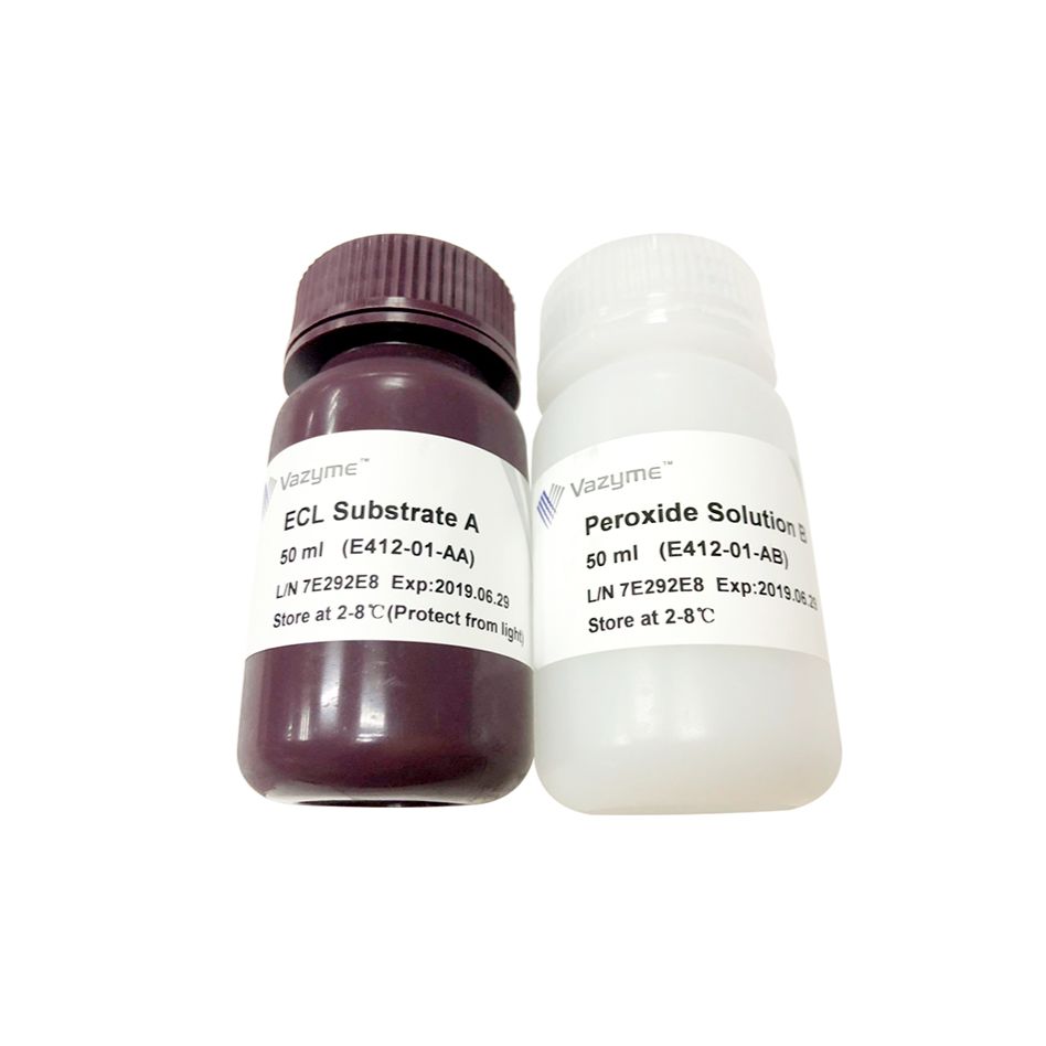 Western Blot高敏型ECL 化学发光检测试剂盒( 即用型)（灵敏，锁定你的目的蛋白）（E412）