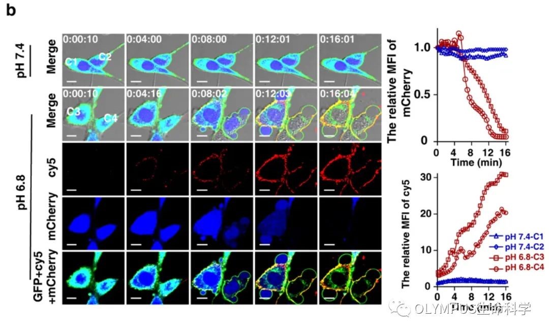 Make it Evident丨探寻材料膜裂解活性的“开关”