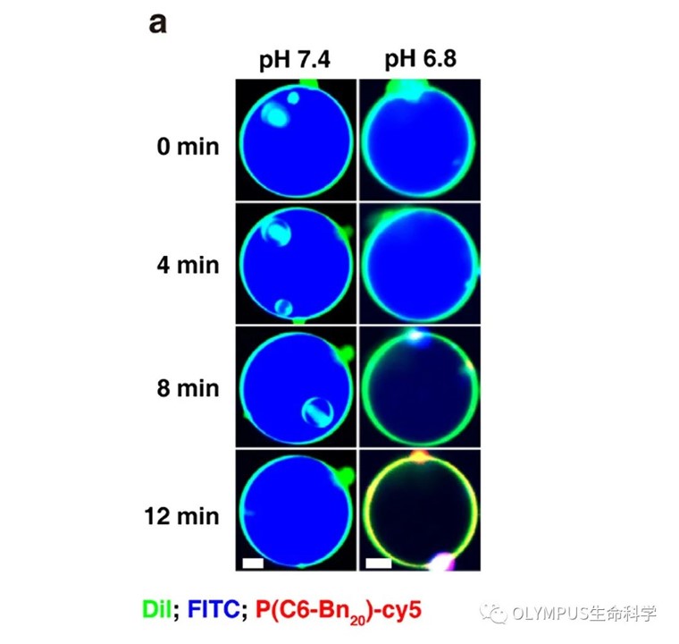 Make it Evident丨探寻材料膜裂解活性的“开关”