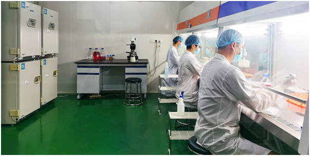 小鼠宫颈癌细胞带荧光素酶；U14/LUC