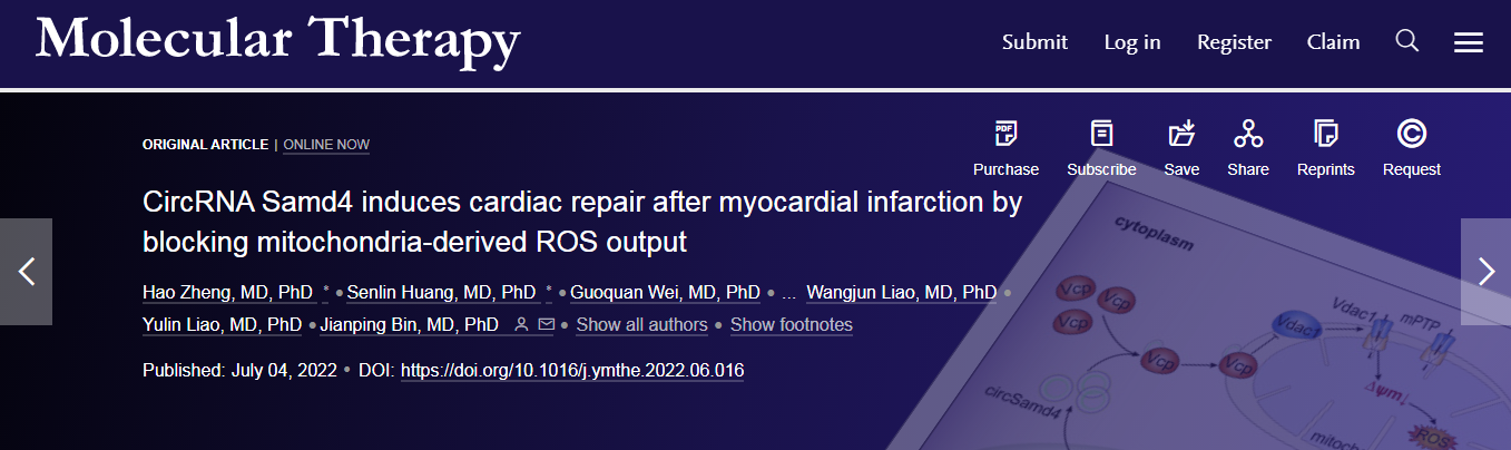 Mol Ther丨线粒体定位的circSamd4是MI后心力衰竭的新型治疗靶点
