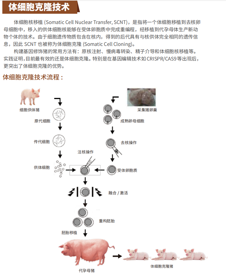 基因编辑猪 巴马猪巴马小型猪克隆猪克隆定制猪