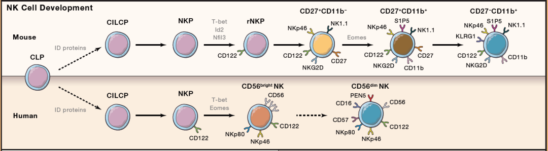 自然杀伤细胞发育、组织分布、功能以及相关疗法