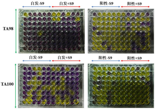 微量波动Ames试验在遗传毒理研究中的应用