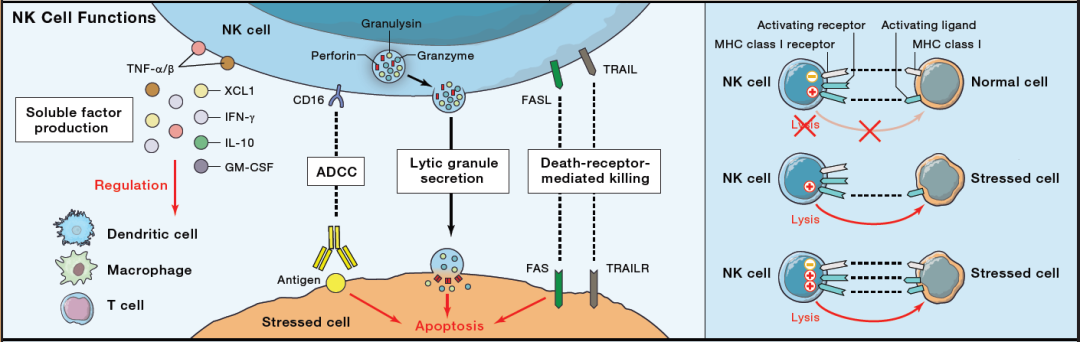 自然杀伤细胞发育、组织分布、功能以及相关疗法