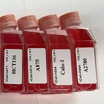 MV-4-1 人髓性单核细胞白血病细胞