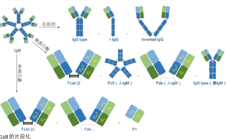血管假性血友病因子/血管性血友病因子抗体 