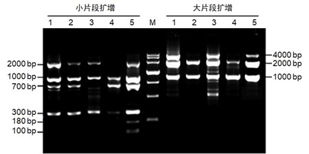 High Affinity HotStart Taq（ET1