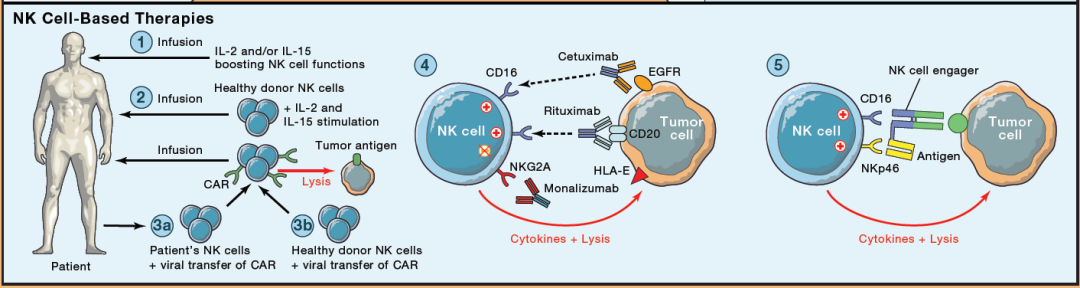 自然杀伤细胞发育、组织分布、功能以及相关疗法