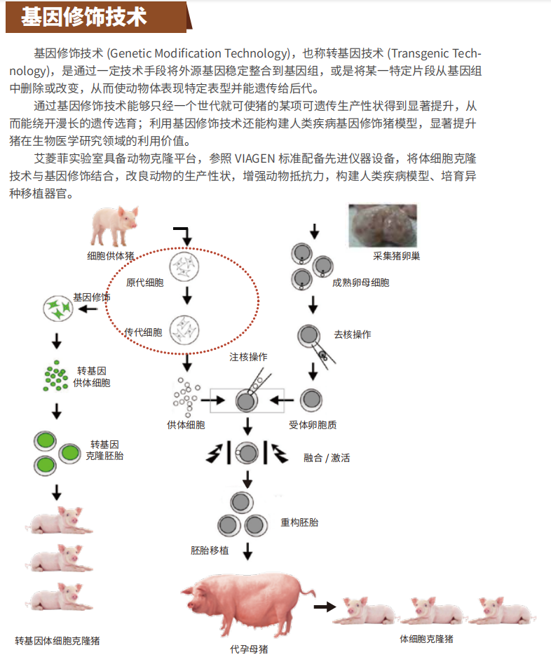 基因编辑猪 巴马猪巴马小型猪克隆猪克隆定制猪