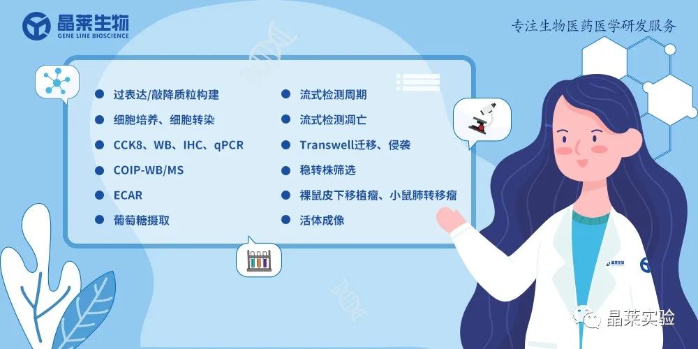 国自然热点泛素化研究之 “Trim21介导的HIF-1α降解减弱有氧糖酵解以抑制肾癌肿瘤发生和转移”