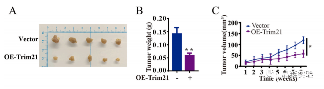 国自然热点泛素化研究之 “Trim21介导的HIF-1α降解减弱有氧糖酵解以抑制肾癌肿瘤发生和转移”