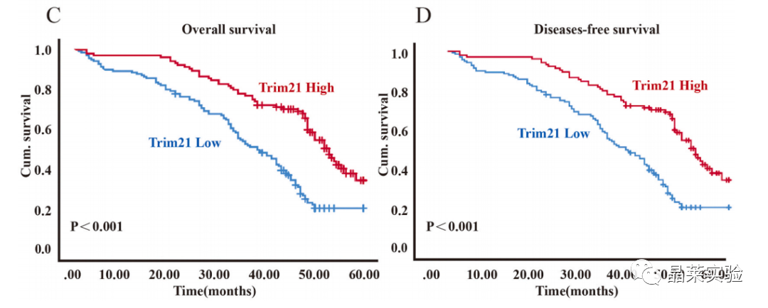 国自然热点泛素化研究之 “Trim21介导的HIF-1α降解减弱有氧糖酵解以抑制肾癌肿瘤发生和转移”