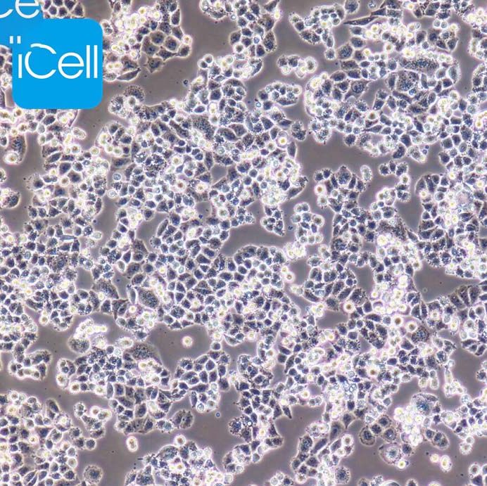  C33A  人宫颈癌细胞/STR鉴定/镜像绮点（Cellverse）