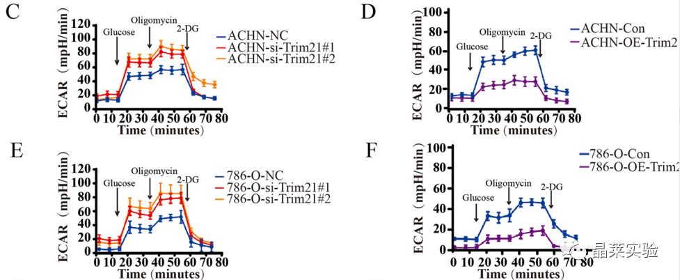 国自然热点泛素化研究之 “Trim21介导的HIF-1α降解减弱有氧糖酵解以抑制肾癌肿瘤发生和转移”