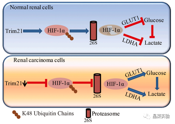 国自然热点泛素化研究之 “trim21介导的hif 1α降解减弱有氧糖酵解以抑制肾癌肿瘤发生和转移” 公司新闻 丁香通