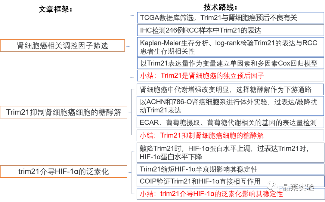 国自然热点泛素化研究之 “Trim21介导的HIF-1α降解减弱有氧糖酵解以抑制肾癌肿瘤发生和转移”