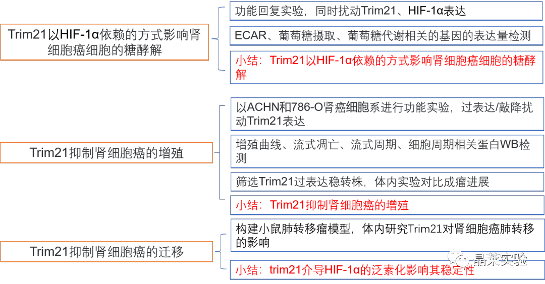 国自然热点泛素化研究之 “Trim21介导的HIF-1α降解减弱有氧糖酵解以抑制肾癌肿瘤发生和转移”