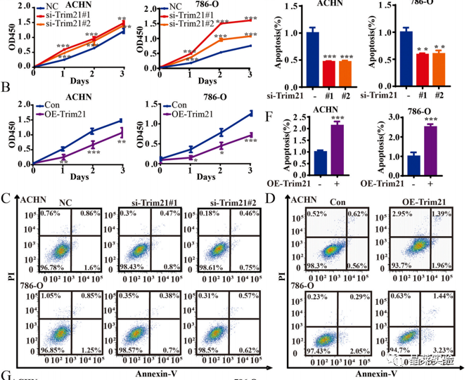 国自然热点泛素化研究之 “Trim21介导的HIF-1α降解减弱有氧糖酵解以抑制肾癌肿瘤发生和转移”