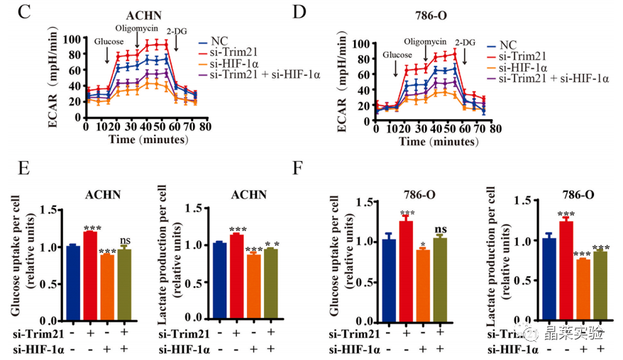 国自然热点泛素化研究之 “Trim21介导的HIF-1α降解减弱有氧糖酵解以抑制肾癌肿瘤发生和转移”