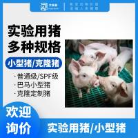 基因编辑猪 巴马猪巴马小型猪克隆猪克隆定制猪