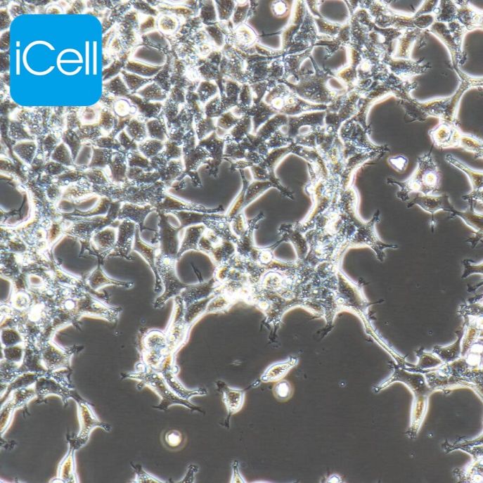 HEK-293A人胚肾细胞/STR鉴定/赛百慷（iCell）