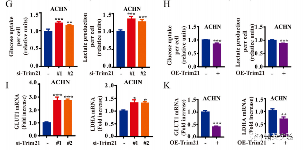 国自然热点泛素化研究之 “Trim21介导的HIF-1α降解减弱有氧糖酵解以抑制肾癌肿瘤发生和转移”