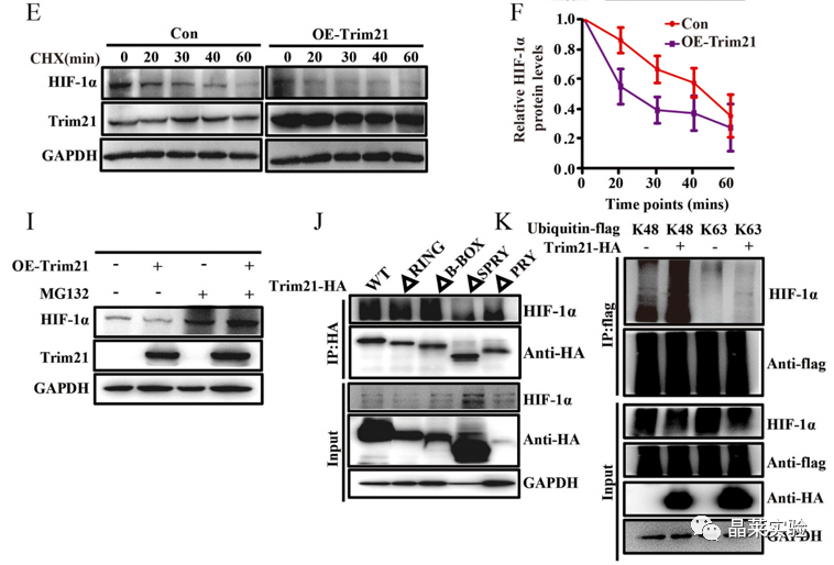 国自然热点泛素化研究之 “Trim21介导的HIF-1α降解减弱有氧糖酵解以抑制肾癌肿瘤发生和转移”