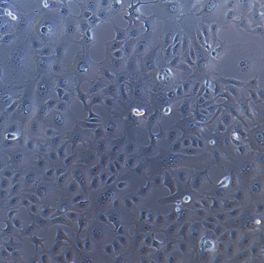 MA104 恒河猴肾细胞/种属鉴定/镜像绮点（Cellverse）