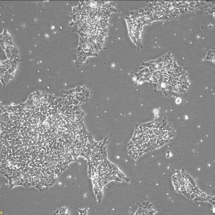 现货 干细胞专用基底膜基质胶Cultrex Stem Cell Qualified Reduced Growth Factor Basement Membrane Extract，replacement of 354277