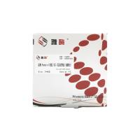 YJ203 经典Protein A免疫(共)沉淀试剂盒(磁珠法)