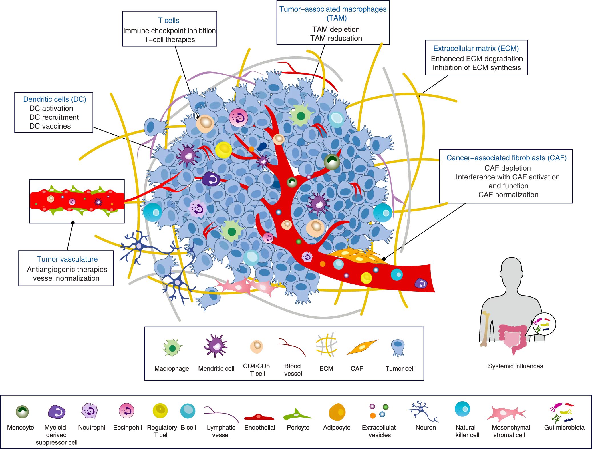 TissueFAXS Cytometry 肿瘤免疫微环境解决方案