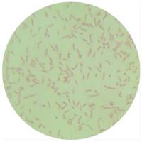 Levilactobacillus zymae