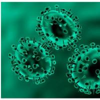 1号染色体开放阅读框64抗体