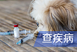 接种狂犬疫苗后又被动物咬伤，需要再次接种吗？防治狂犬病这几大点需牢记