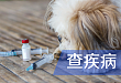 接种狂犬疫苗后又被动物咬伤，需要再次接种吗？防治狂犬病这几大点需牢记