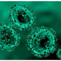 磷酸化丝切蛋白抗体 