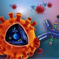 磷酸化周期素依赖性激酶2抗体 