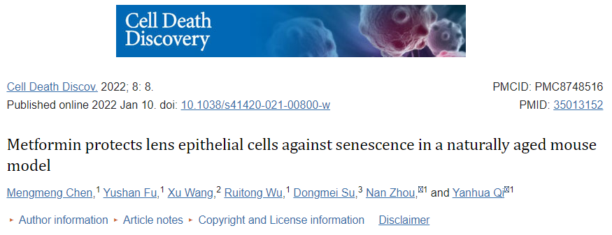 文献解读 | 白内障有救了？二甲双胍对自然衰老小鼠晶状体上皮细胞的保护作用