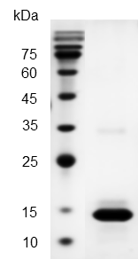 猴痘病毒蛋白Monkeypox Virus (MPXV) L