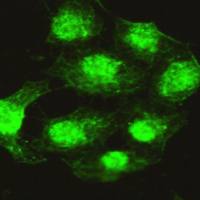 小鼠抗PPP4C单克隆抗体