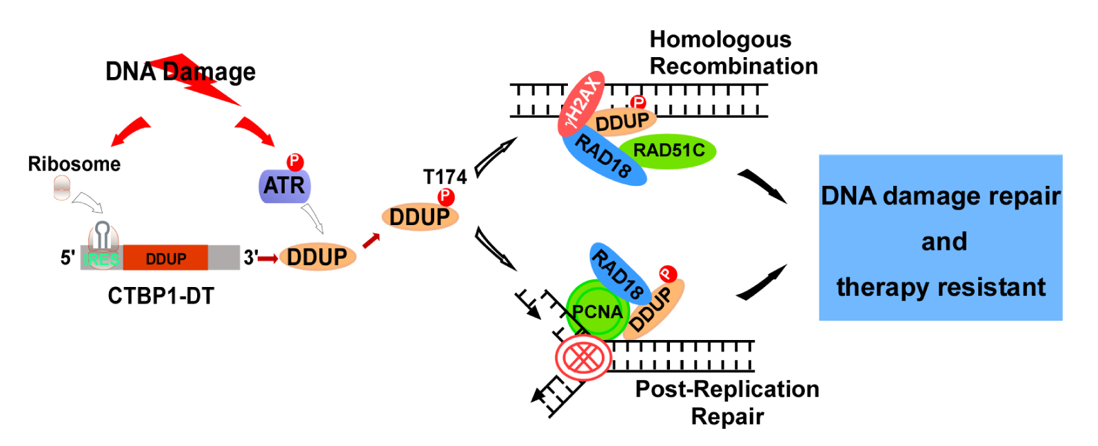 lncRNA研究进展盘点（20220722）