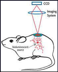 不用“杀鼠取瘤”，小动物活体成像让肿瘤无处遁形