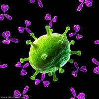 X染色体开放阅读框56抗体 