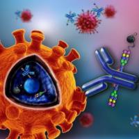 12号染色体开放阅读框61抗体 