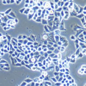 人结肠腺癌细胞带荧光素酶 SW48 /LUC